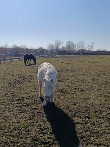 Jezdecká školička a pony park Měšice u Prahy-IMG-20250321-WA0001