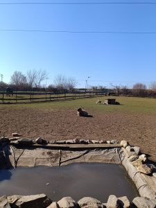 Jezdecká školička a pony park Měšice u Prahy-IMG-20250321-WA0004
