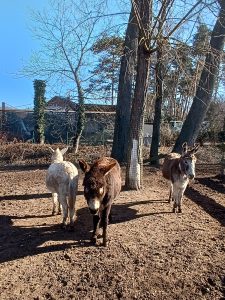 Jezdecká školička a pony park Měšice u Prahy-IMG-20250321-WA0005