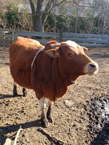 Jezdecká školička a pony park Měšice u Prahy-IMG-20250321-WA0006
