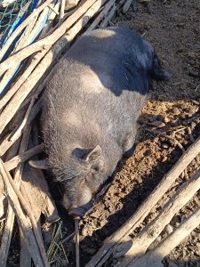 Jezdecká školička a pony park Měšice u Prahy-IMG-20250321-WA0008