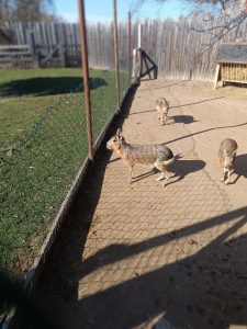 Zoopark Milíčov-IMG-20250322-WA0001