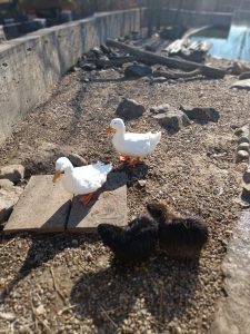 Zoopark Milíčov-IMG-20250322-WA0008