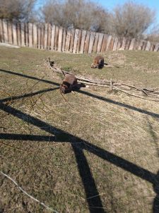 Zoopark Milíčov-IMG-20250322-WA0016