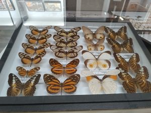 WhatsApp Image 2025-04-15 at 13.49.57 (1)