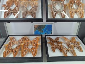 WhatsApp Image 2025-04-15 at 13.49.57