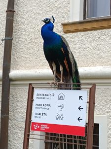 Zámek Konopiště-WhatsApp Image 2025-04-24 at 22.18.35 (3)