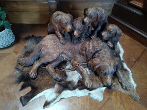 WhatsApp Image 2025-07-29 at 17.52.05 (1)