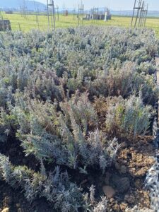 WhatsApp Image 2025-09-07 at 10.24.11 (1)