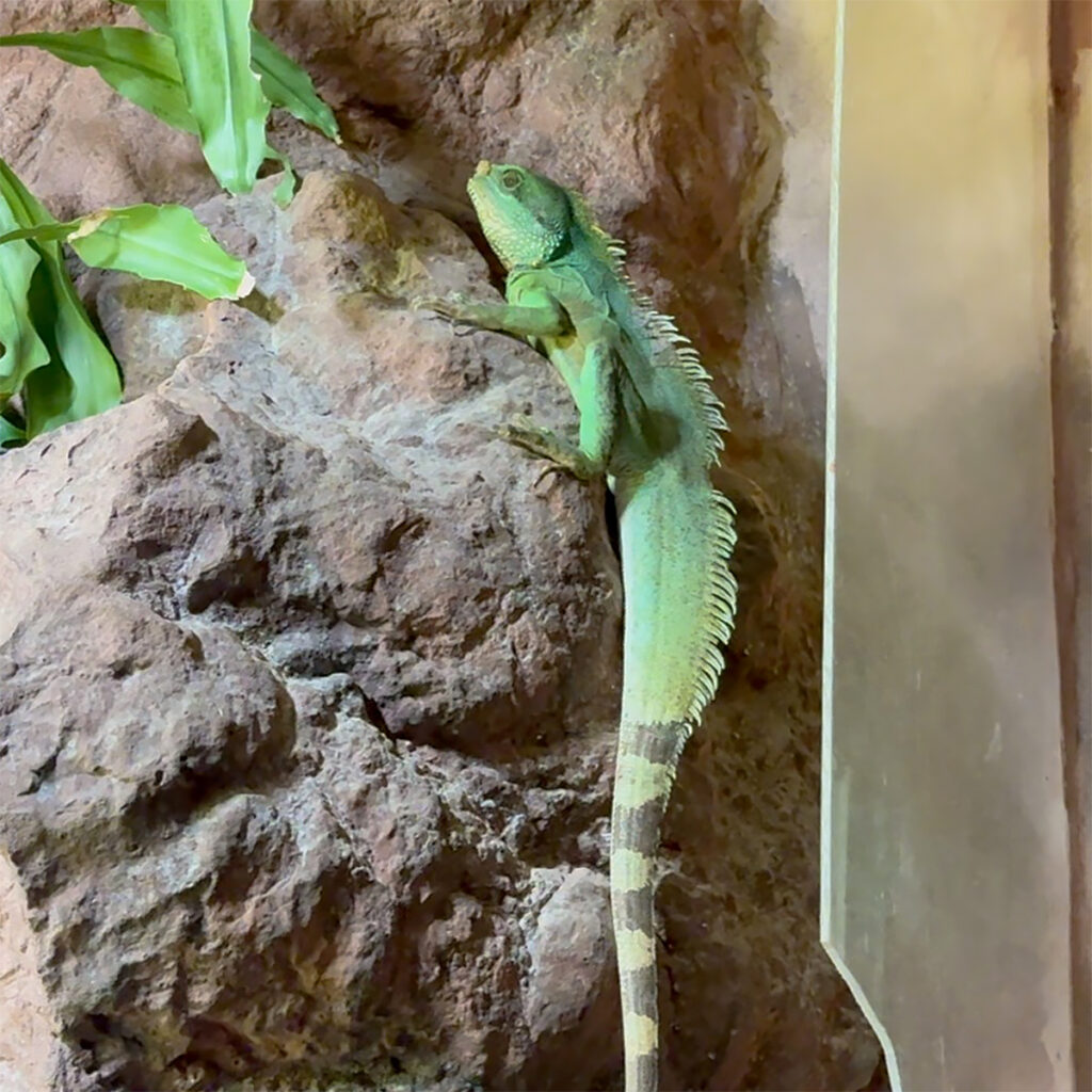 web_Krajánek-rajske