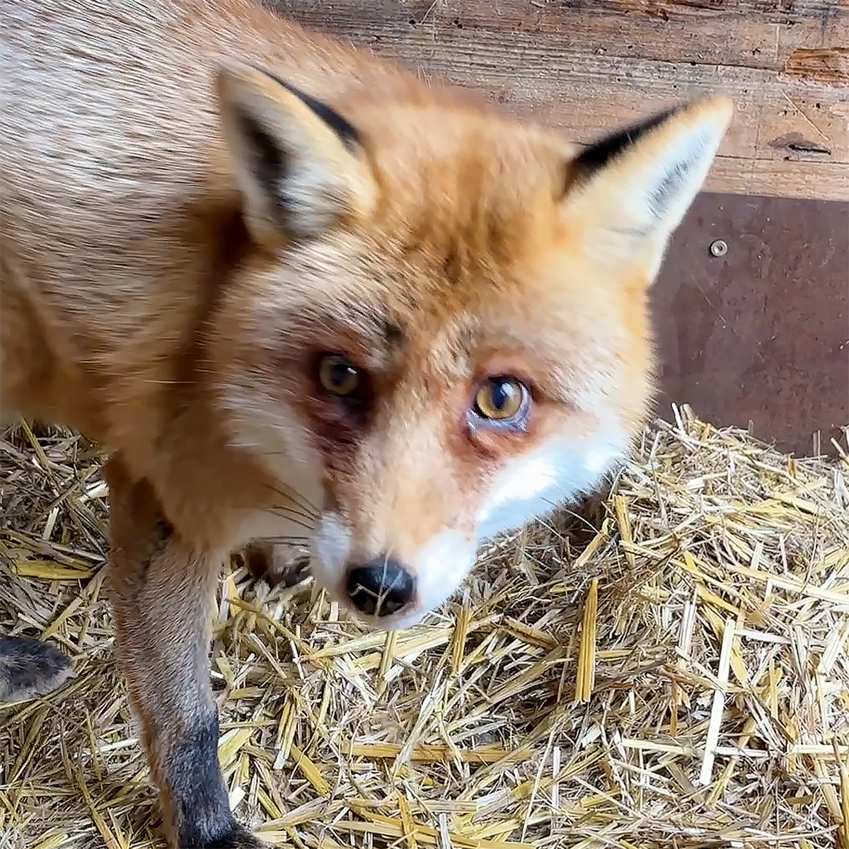Splněný dětský sen: Martin Císař objevuje zvířecí nemocnici v záchranné stanici Hrachov!