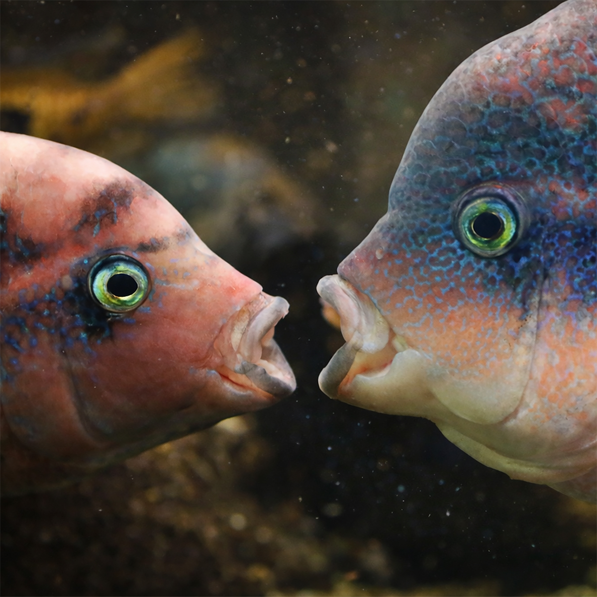 Tajemství podvodního světa: Vlasta v českolipském akváriu!