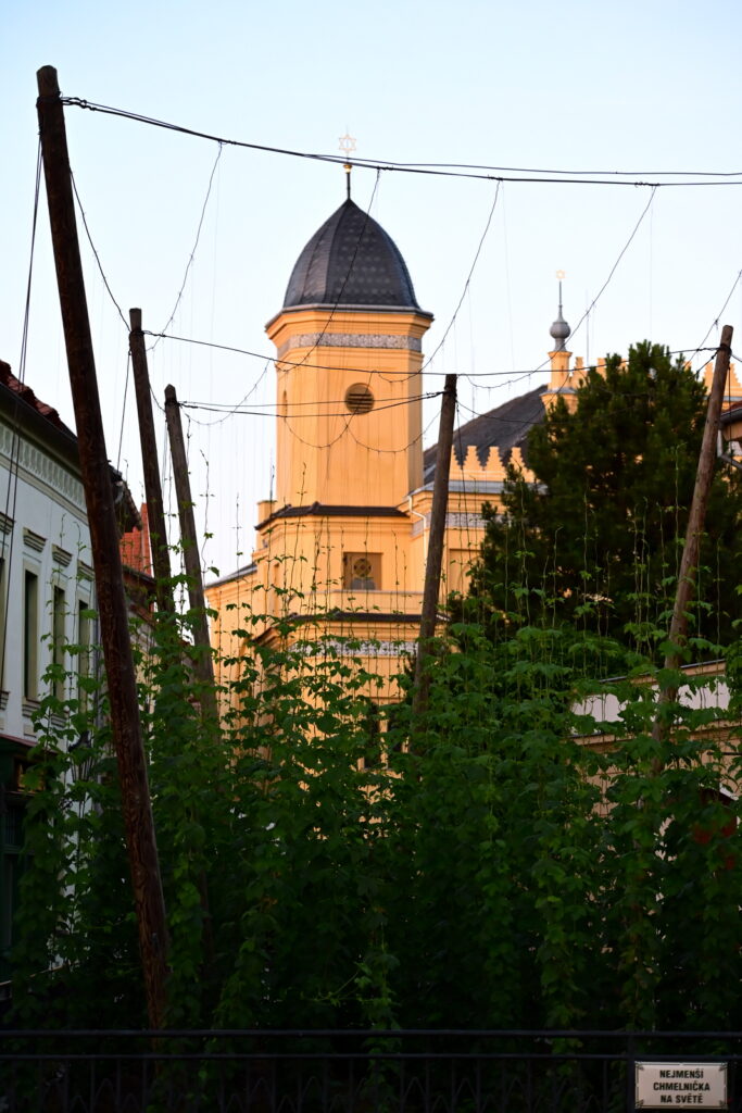 LK25-Zatec-016